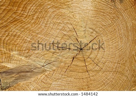 pine tree , section and rings