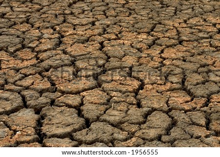 Cracked dry mud in Gironde, France