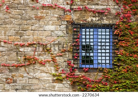 Ancient window in a wall covered with ivy