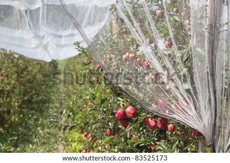Apple trees some days before picking. The net is for preservation from hail