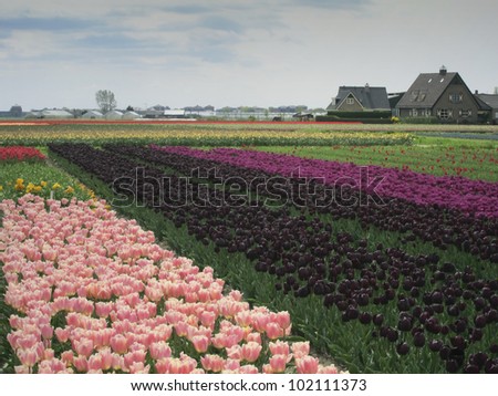 Tulip fields (black, red,pink,purple) with typical dutch houses near Keukenhof