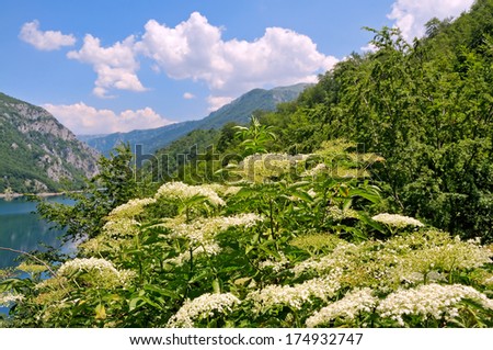 Landscape with elder flower