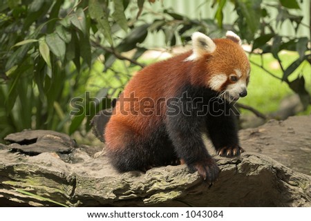 Rare Red Panda
