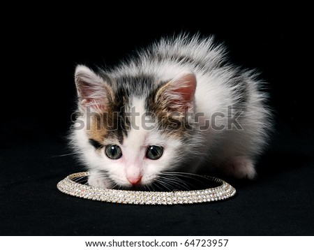 little kitty sniffing necklace