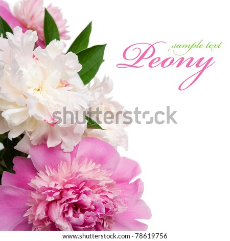Pink and white peonies on the white background with space for text