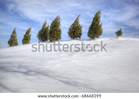 Landscape of evergreens on snowy,windy,sunny hill