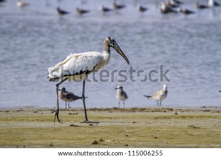 Wood stork (Mycteria americana) in the water, Hilton head island
