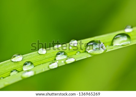 Similar – Image, Stock Photo Grass blades with dew drops bokehlicious