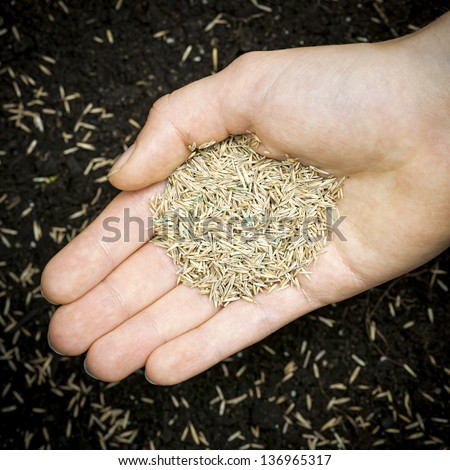 Grass seed held in hand over soil with planted seeds