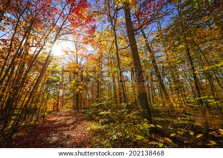 Sun shining through colorful leaves of autumn trees in fall forest and hiking trail at Algonquin Park, Ontario, Canada.