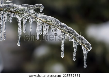 Long icicles hanging from ice covered frozen cedar tree branch in winter, closeup