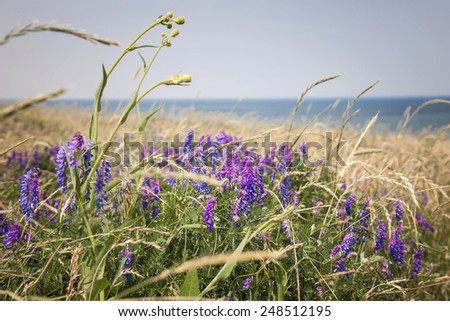 Wildflowers and grasses on Atlantic ocean shore of Prince Edward Island, Canada.