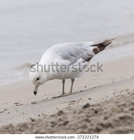 Seagull close up standing on sandy foggy beach near water, square format