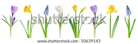 Similar – Image, Stock Photo Gently blue crocuses. Crocus bush. Macro.