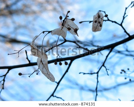 Detail of a linden tree branch in winder, focus on linden seeds