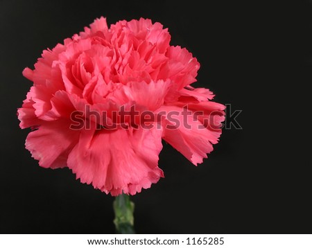 Pink carnation flower on black background