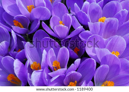 Purple crocuses closeup