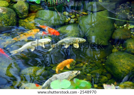 Koi fish in a natural stone pond