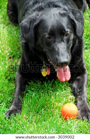 Black lab dog playing with his toy ball