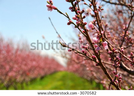Rows of blooming peach trees in a spring orchard