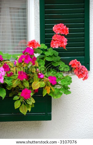 Flower box on the house window with shutters