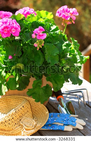 Pot of geraniums flowers with gardening tools