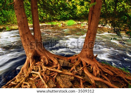River flowing among green trees in a forest, two trees with visible roots in the foreground
