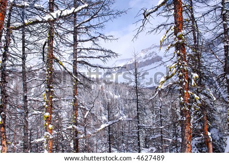 Winter mountain landscape with eastern larch trees in Canadian Rockies