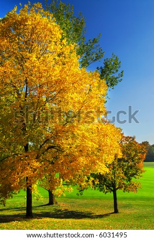 Group of colorful trees in autumn park
