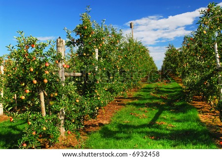 Apple orchard with red ripe apples under bright blue sky