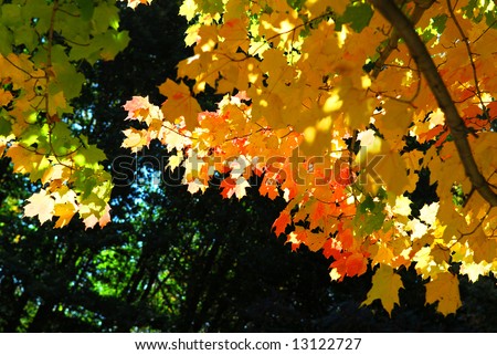 Glowing colorful maple tree leaves in a fall forest