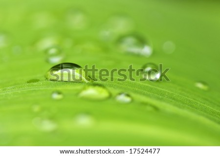 Natural background of green plant leaf with raindrops