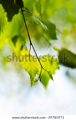 Birch tree branch with green leaves closeup