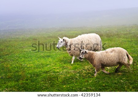 Two sheep walking in foggy field of Newfoundland, Canada
