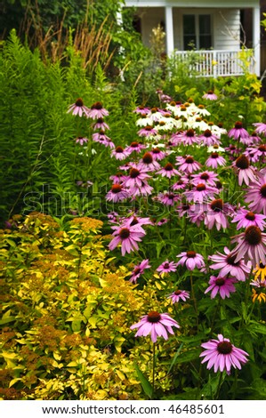 Residential landscaped garden with purple echinacea coneflowers and plants
