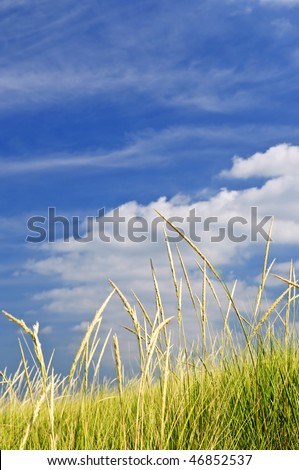 Tall green grass growing on sand dunes against cloudy sky
