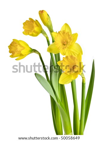 Spring Yellow Daffodil Flowers Isolated On White Background Stock Photo ...