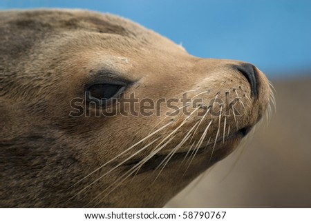 portrait of a sea lion (Otarriinae), side-faced