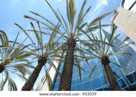 California Office building with palm tree at front