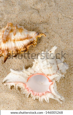 Conchs and shells on the beach sand background.