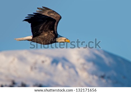 american bald eagle in flight over mountains of alaska's cook inlet