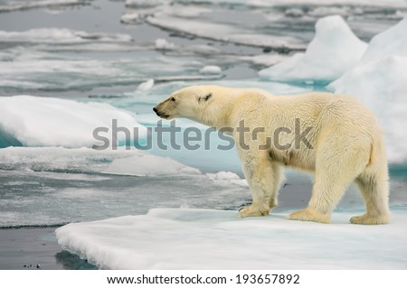 polar bear on ice floe in arctic sea