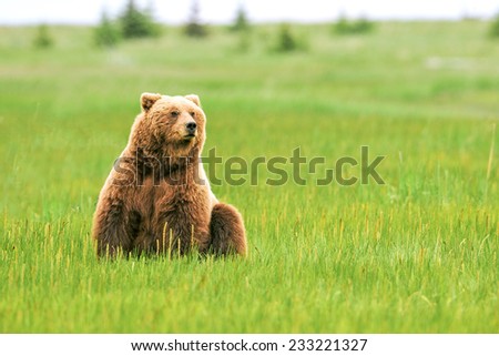 female grizzly or brown bear sitting in grassy meadow in lake clark national park alaska