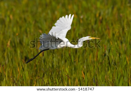great white egret takes to flight in marsh in south florida wetland near everglades ecosystem