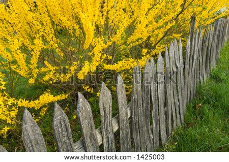 weathered picket wood fence and forsythia in spring bloom at pioneer farm