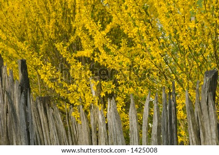 weathered picket wood fence and forsythia in spring bloom on pioneer farm
