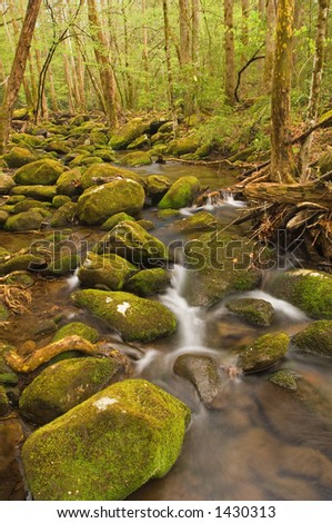 early spring along stream in greenbrier area of great smoky mountains national park