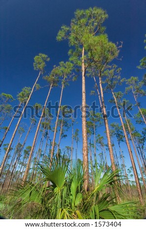 southern pine grove in florida everglades, wide angle shot looking up