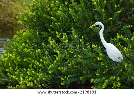 great white egret looks for fish from perch in bush in everglades national park