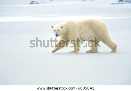 polar bear walking on ice pack of tundra near churchill canada